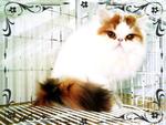 Fantasia - Persian Cat