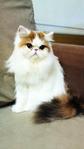 Fantasia - Persian Cat