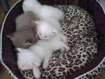 Teh Baby's - Persian Cat