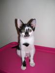 Patches - Domestic Short Hair Cat