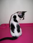 Patches - Domestic Short Hair Cat