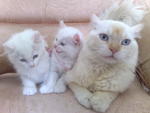 Snowy - American Curl Cat