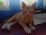 Oren - Yorkshire Terrier + Yellow Labrador Retriever Cat