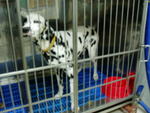 PF12070 - Dalmatian Dog