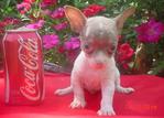 Don - Chihuahua Dog