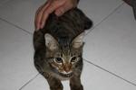 Tiger - Domestic Short Hair Cat