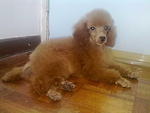 Imported Toy Poodle - Poodle Dog