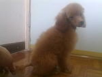 Imported Toy Poodle - Poodle Dog