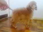 Imported Toy Poodle - Poodle Dog