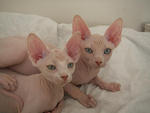 Male And Female Sphynx Kittens - Sphynx (hairless cat) Cat