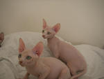 Male And Female Sphynx Kittens - Sphynx (hairless cat) Cat