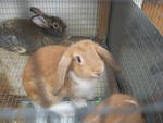 PF12093 - Holland Lop + Lop Eared Rabbit