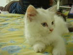 Milly Molly - Persian Cat