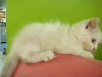 Milly Molly - Persian Cat