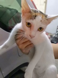 小八  Little Eight - Domestic Short Hair Cat