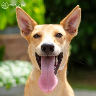 Lenny - Basenji Mix Dog