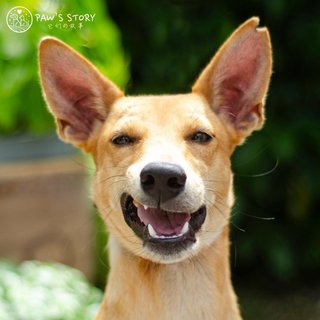 Lenny - Basenji Mix Dog