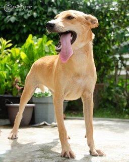 Lenny - Basenji Mix Dog