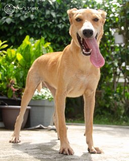 Lenny - Basenji Mix Dog