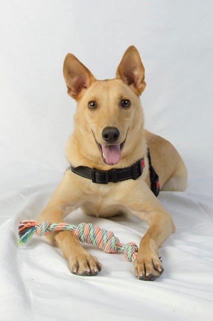 Bb - Carolina Dog Mix Dog