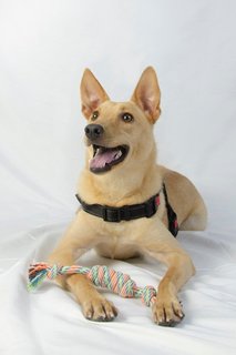 Bb - Carolina Dog Mix Dog