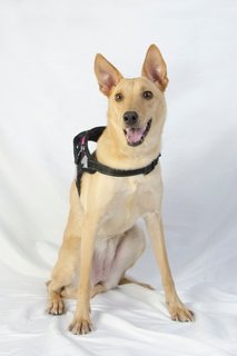 Bb - Carolina Dog Mix Dog