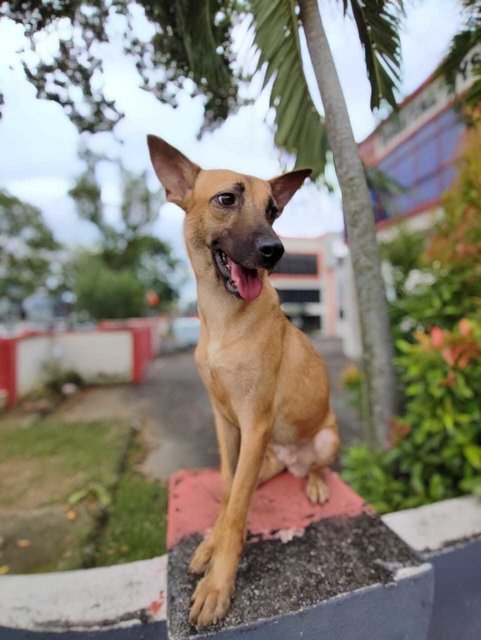 Candy - Black Mouth Cur Mix Dog