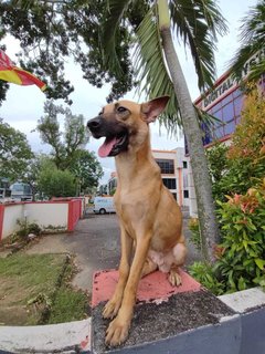 Candy - Black Mouth Cur Mix Dog