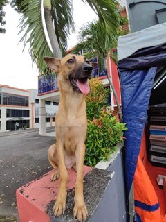 Candy - Black Mouth Cur Mix Dog