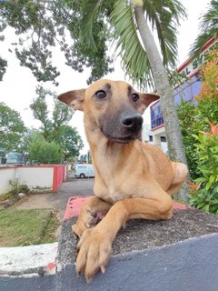 Candy - Black Mouth Cur Mix Dog