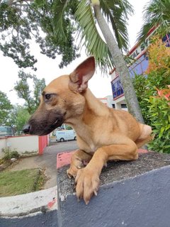 Candy - Black Mouth Cur Mix Dog