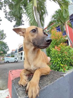 Candy - Black Mouth Cur Mix Dog