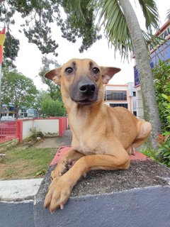 Candy - Black Mouth Cur Mix Dog