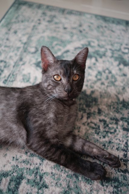 Bear - Egyptian Mau + Domestic Medium Hair Cat