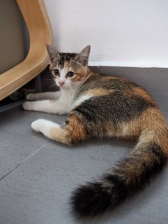 PF120025 - Calico Cat