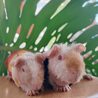 Skinny Pig - Guinea Pig Small & Furry