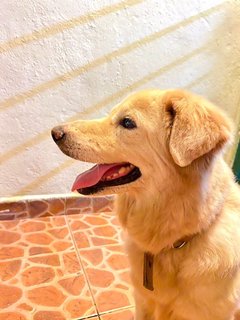 Shaggy - Retriever + German Shepherd Dog Dog