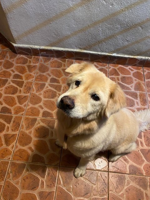 Shaggy - Retriever + German Shepherd Dog Dog