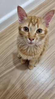 Mino - Domestic Short Hair + Tabby Cat