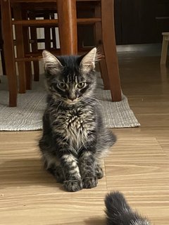 Mono - Tabby + Domestic Long Hair Cat