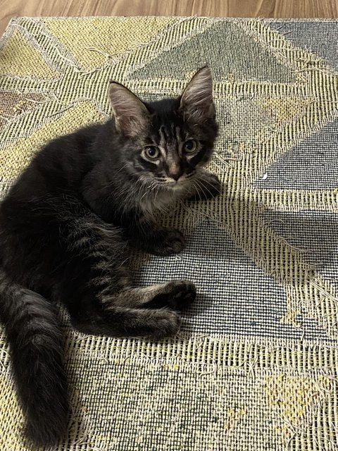 Mono - Tabby + Domestic Long Hair Cat