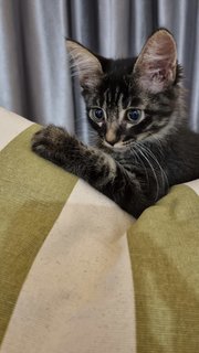 Mono - Tabby + Domestic Long Hair Cat