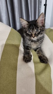 Mono - Tabby + Domestic Long Hair Cat