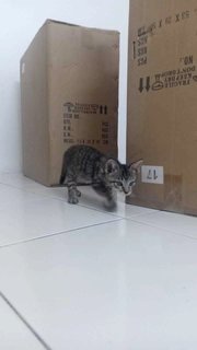 Da Jie  - Domestic Medium Hair Cat