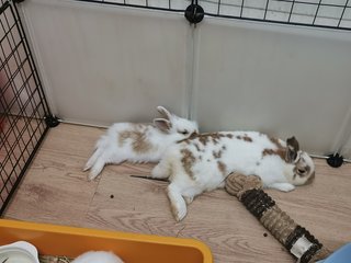 Bunny - Dwarf + Lionhead Rabbit