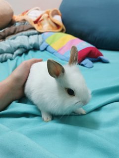 Bunny - Dwarf + Lionhead Rabbit