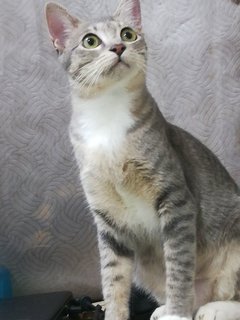 Luna - Domestic Short Hair Cat