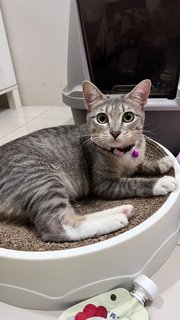 Luna - Domestic Short Hair Cat