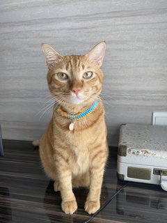 Simba - Tabby Cat