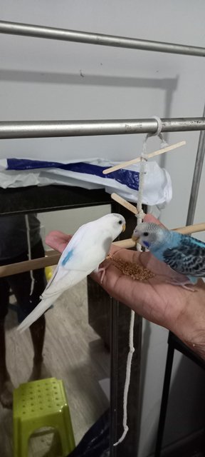 Romeo Juliet - Budgie/Budgerigar Bird